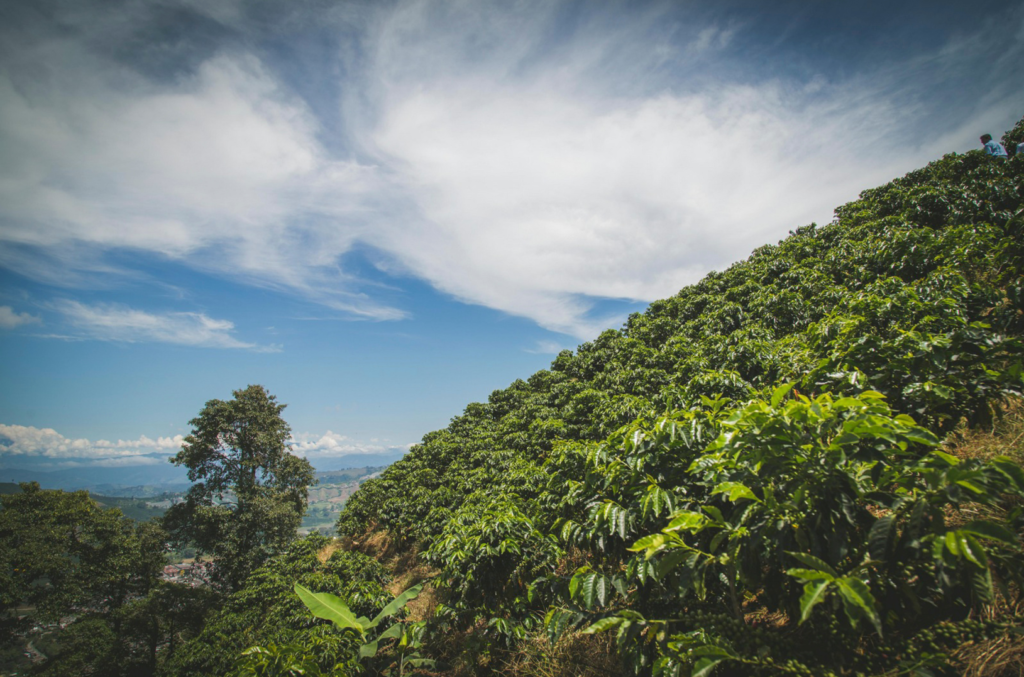 Une plantation luxuriante de Coffea Arabica sur une colline ensoleillée, entourée d’un ciel bleu éclatant. Les caféiers arabica, cultivés en haute altitude, produisent des grains prisés pour leur douceur et leurs arômes subtils, emblématiques des cafés d’exception.
